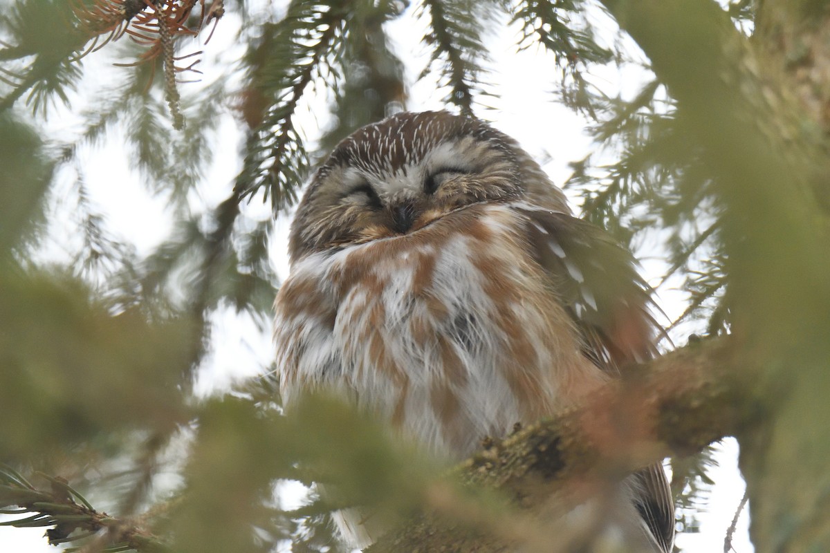 Northern Saw-whet Owl - Matthew Garvin