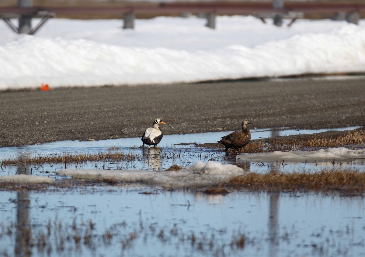 Spectacled Eider - ML310786131