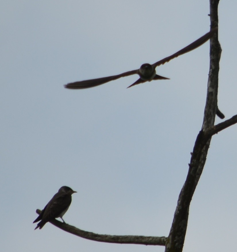 Brown-chested Martin - ML310787171