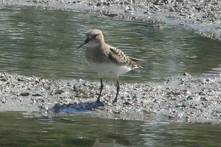 Baird's Sandpiper - ML310787561