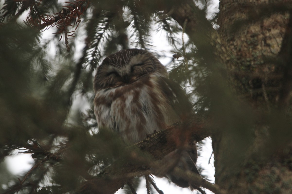 Northern Saw-whet Owl - Zach Wile