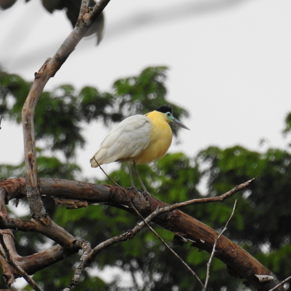 Capped Heron - Fernando Nunes