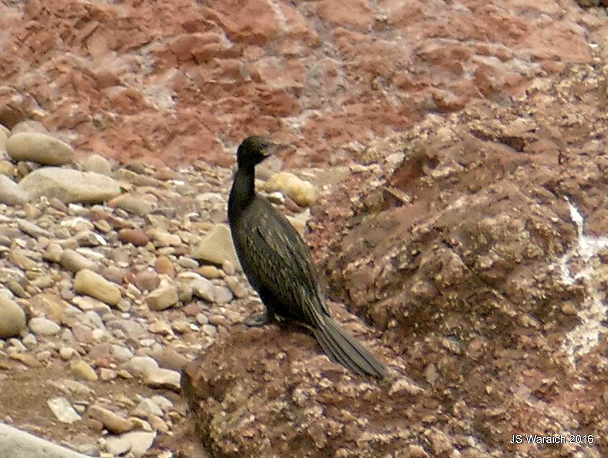 Little Cormorant - Jaswinder Waraich