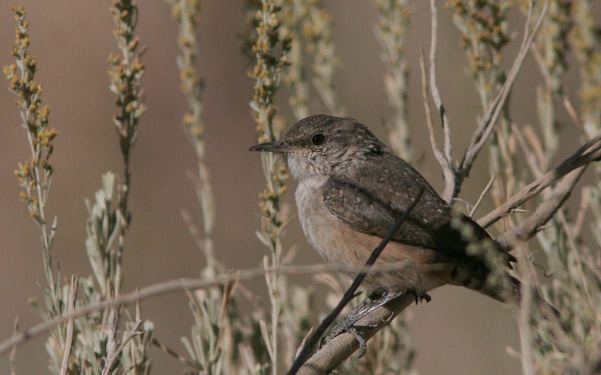 Rock Wren - ML310788611