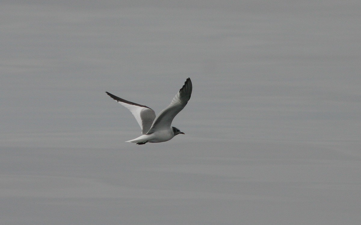 Gaviota de Sabine - ML310789131