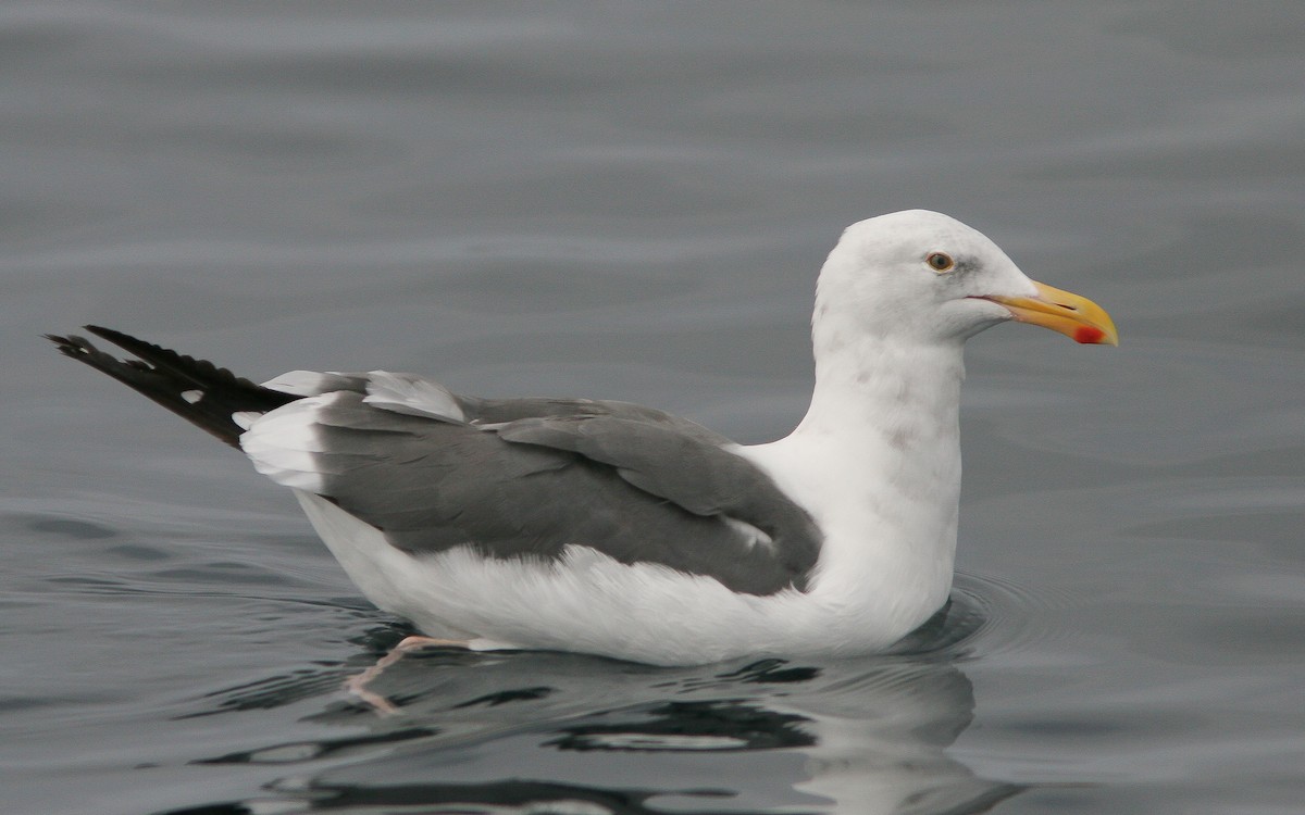 Western Gull - ML310789431