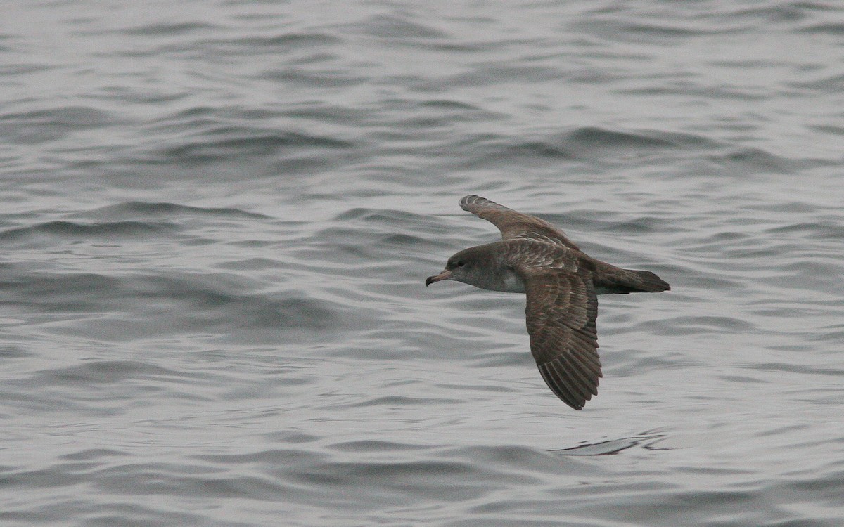 Puffin à pieds roses - ML310789731