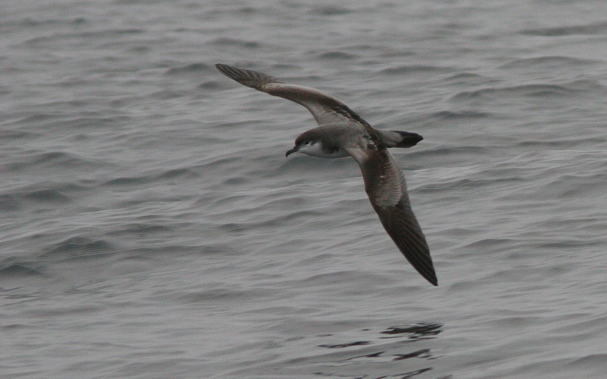 Buller's Shearwater - ML310789901