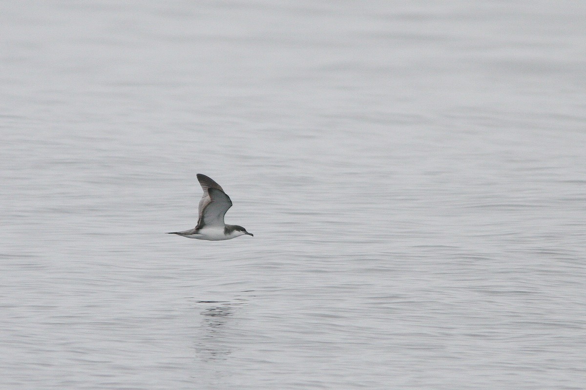 Buller's Shearwater - ML310789911