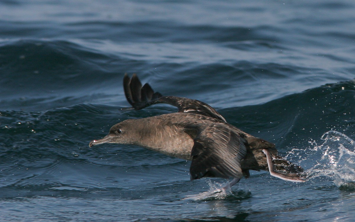 Sooty Shearwater - ML310790041