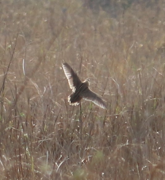 Common Quail - ML310790591