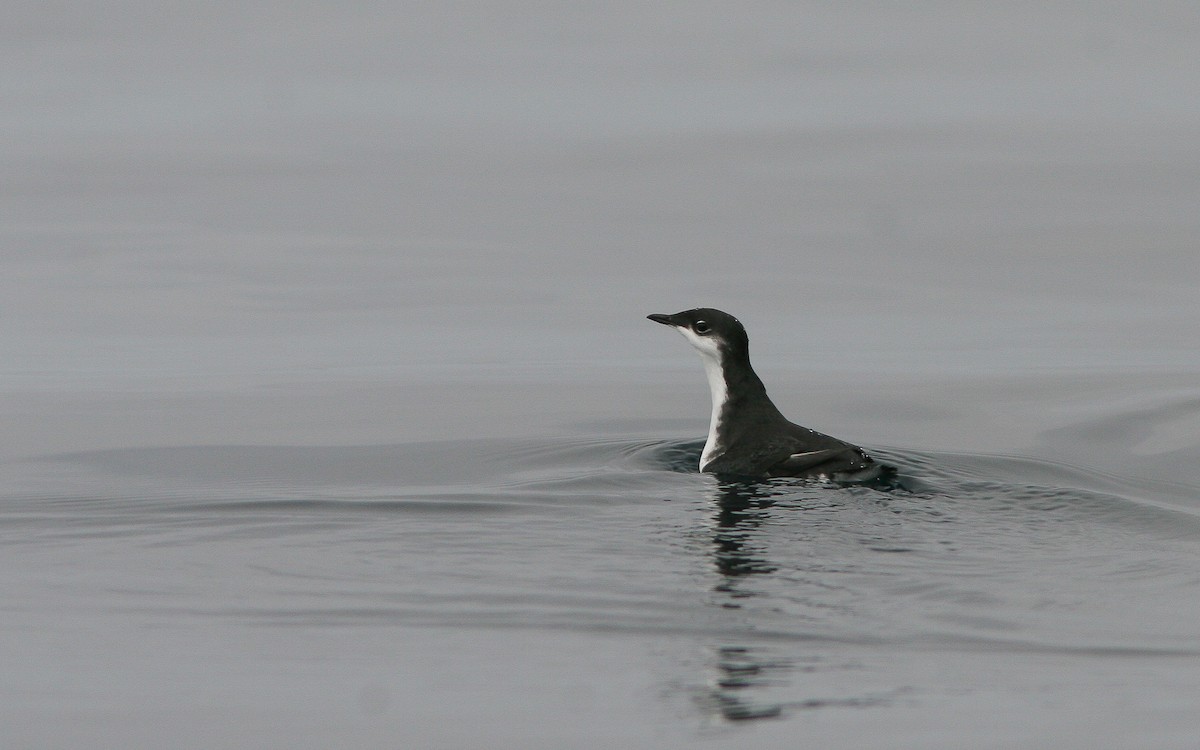 Scripps's Murrelet - ML310791041