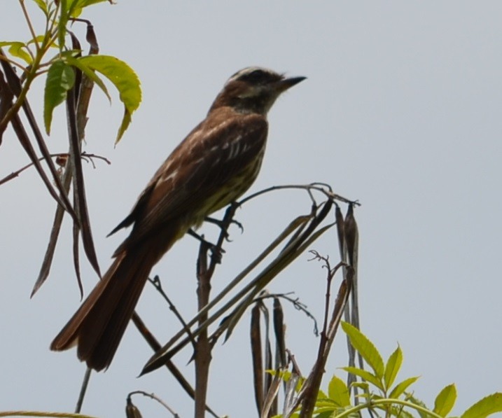 Variegated Flycatcher - ML310793251