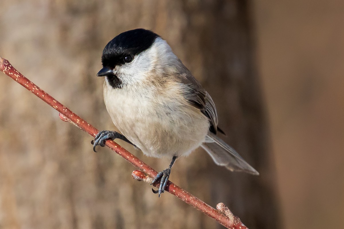 Marsh Tit - Michael Ortner