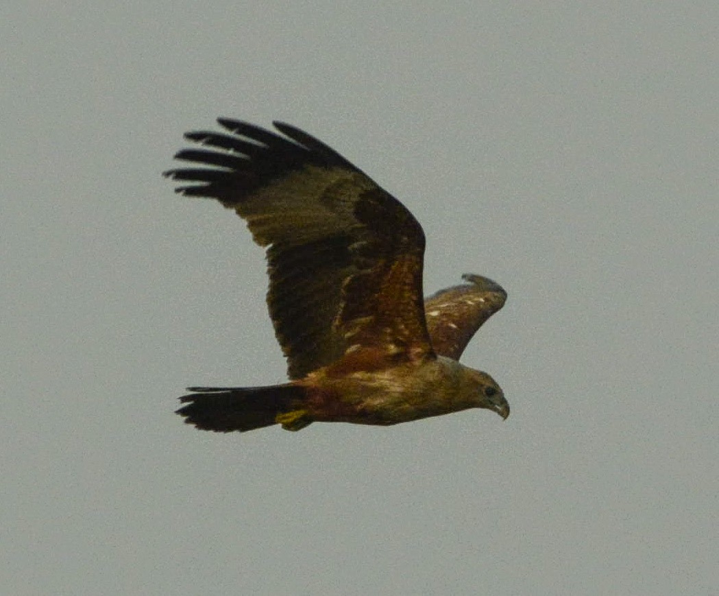 Brahminy Kite - ML310796841