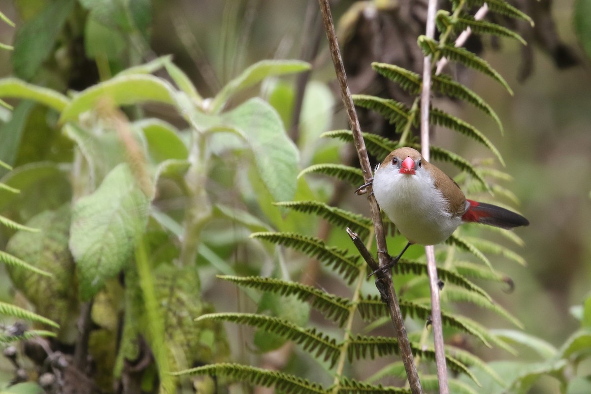 Fawn-breasted Waxbill (Fawn-breasted) - ML310802851