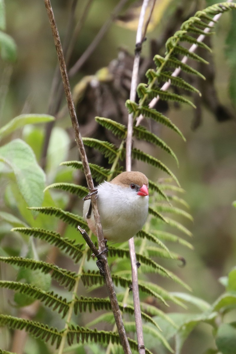 Fawn-breasted Waxbill (Fawn-breasted) - ML310802901