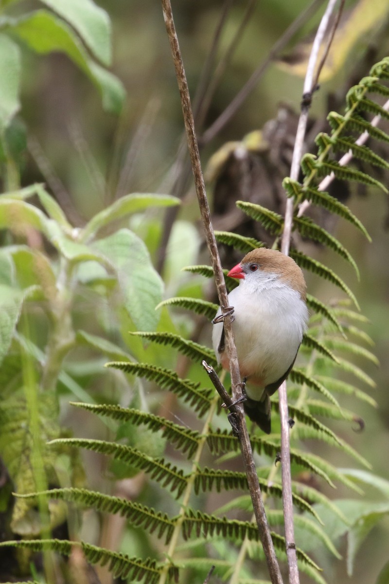 Fawn-breasted Waxbill (Fawn-breasted) - ML310803001