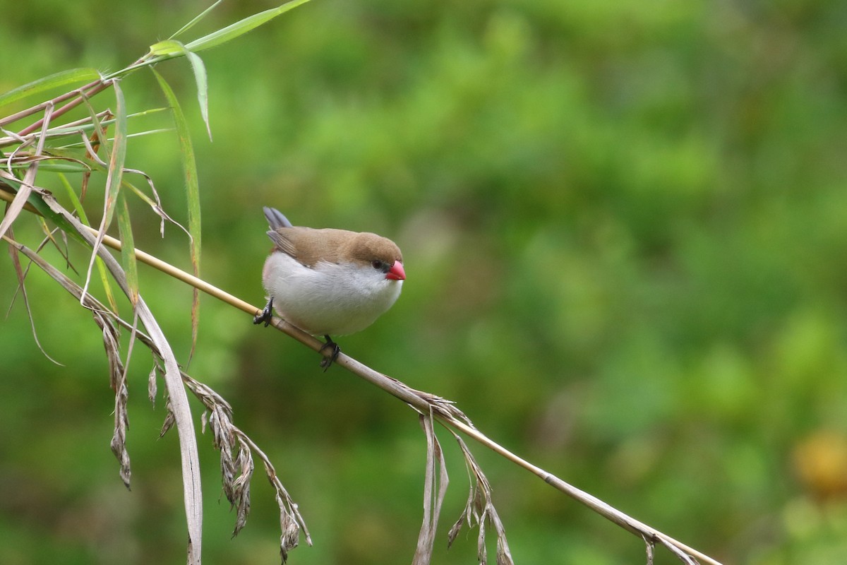 Fawn-breasted Waxbill (Fawn-breasted) - ML310803021