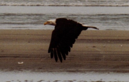 Bald Eagle - ML310803841