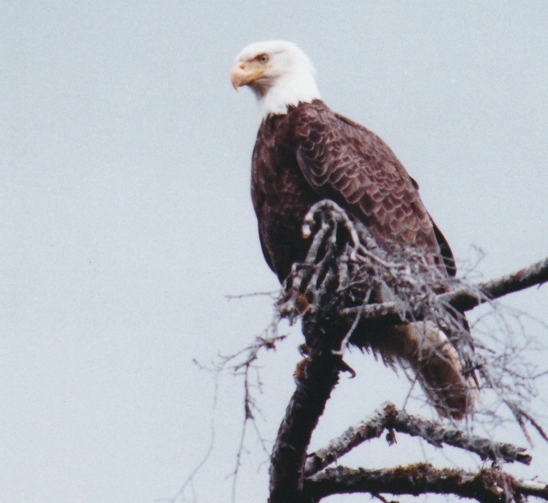 Bald Eagle - ML310803931