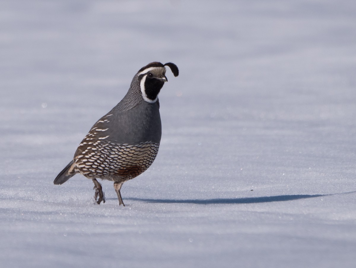 California Quail - Aidan Lorenz