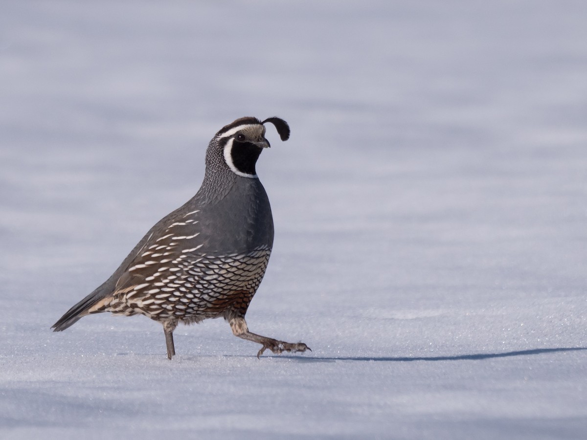 California Quail - Aidan Lorenz