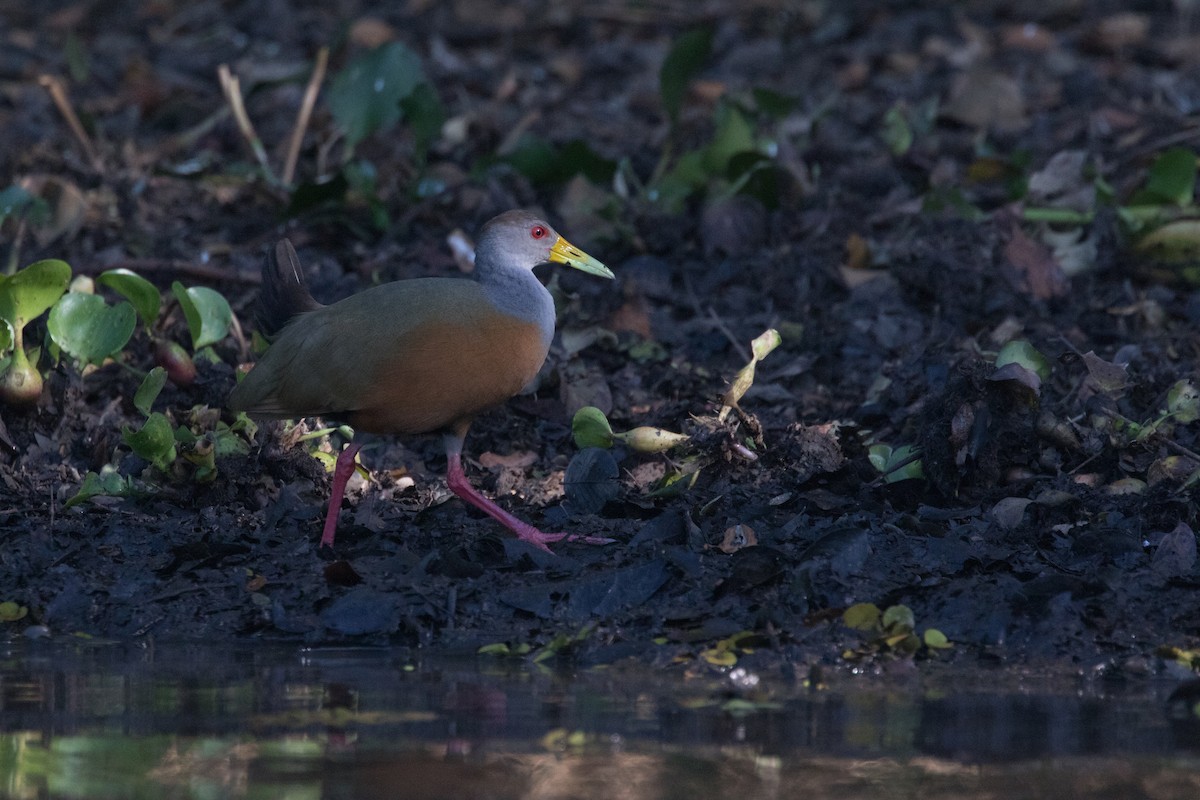 Gray-cowled Wood-Rail - ML310807191