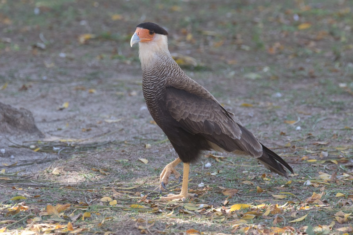 Crested Caracara (Southern) - ML310807601