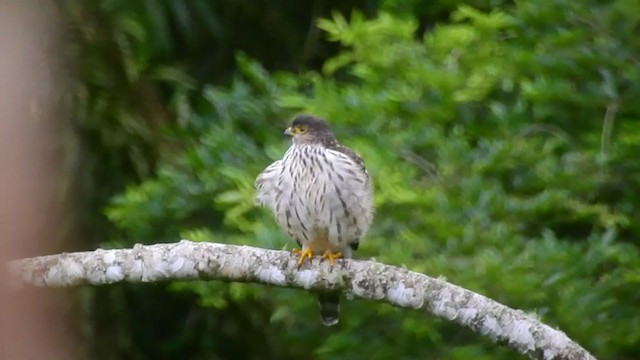 Sharp-shinned Hawk - ML310807941