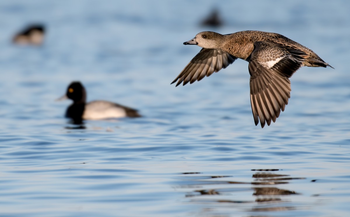 American Wigeon - Matthew Addicks