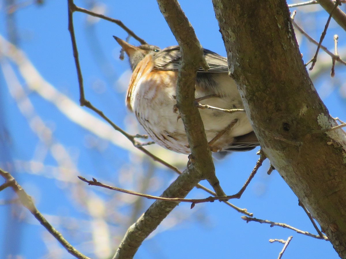 American Robin - ML310809451