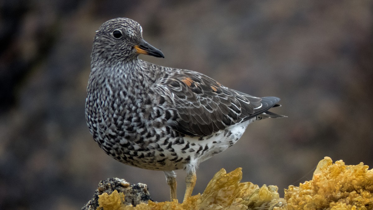 Surfbird - ML310809461