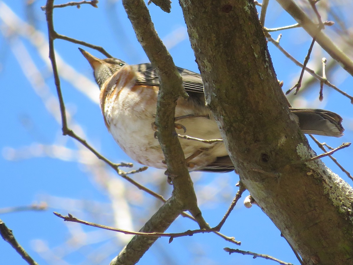 American Robin - ML310809471