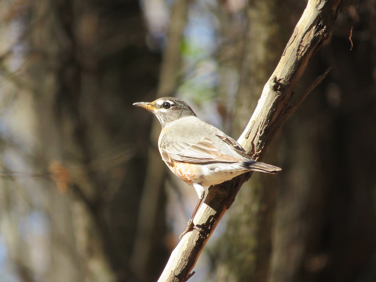 American Robin - ML310809481