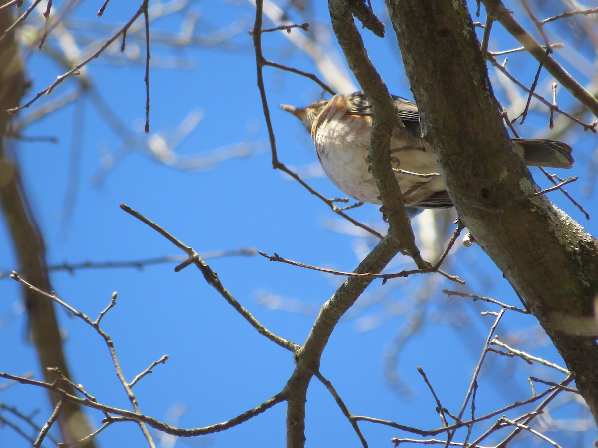 American Robin - ML310809551