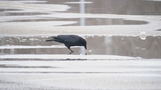 アメリカガラス - ML310809741