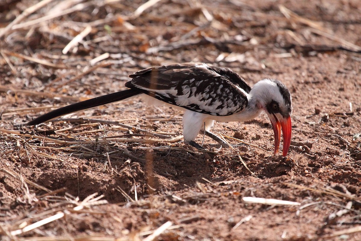 Tanzanian Red-billed Hornbill - ML310810501