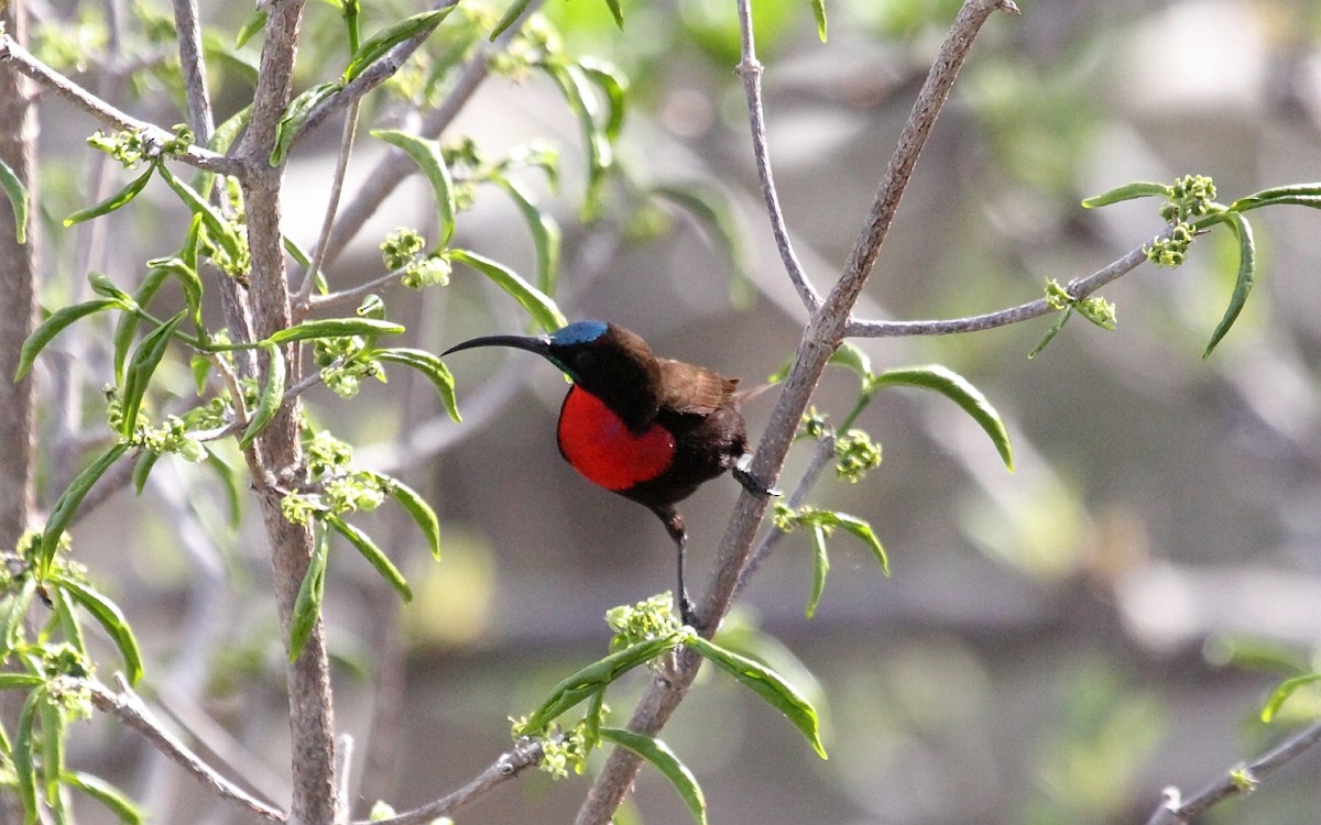 Scarlet-chested Sunbird - Eero Rasi