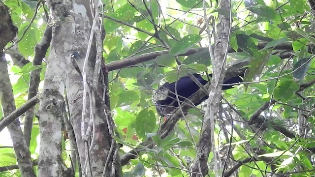 Black-fronted Piping-Guan - ML310812611