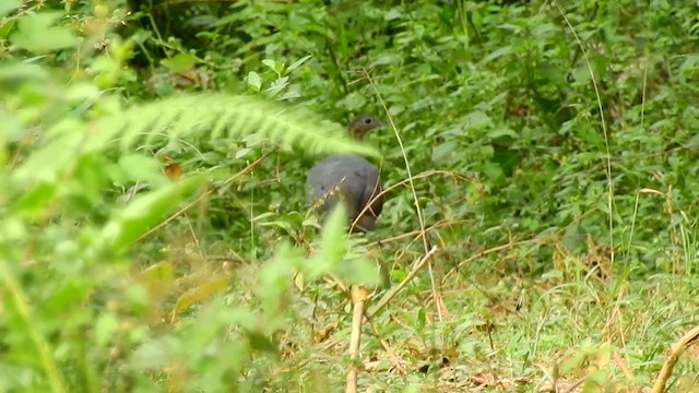 Solitary Tinamou - ML310813001