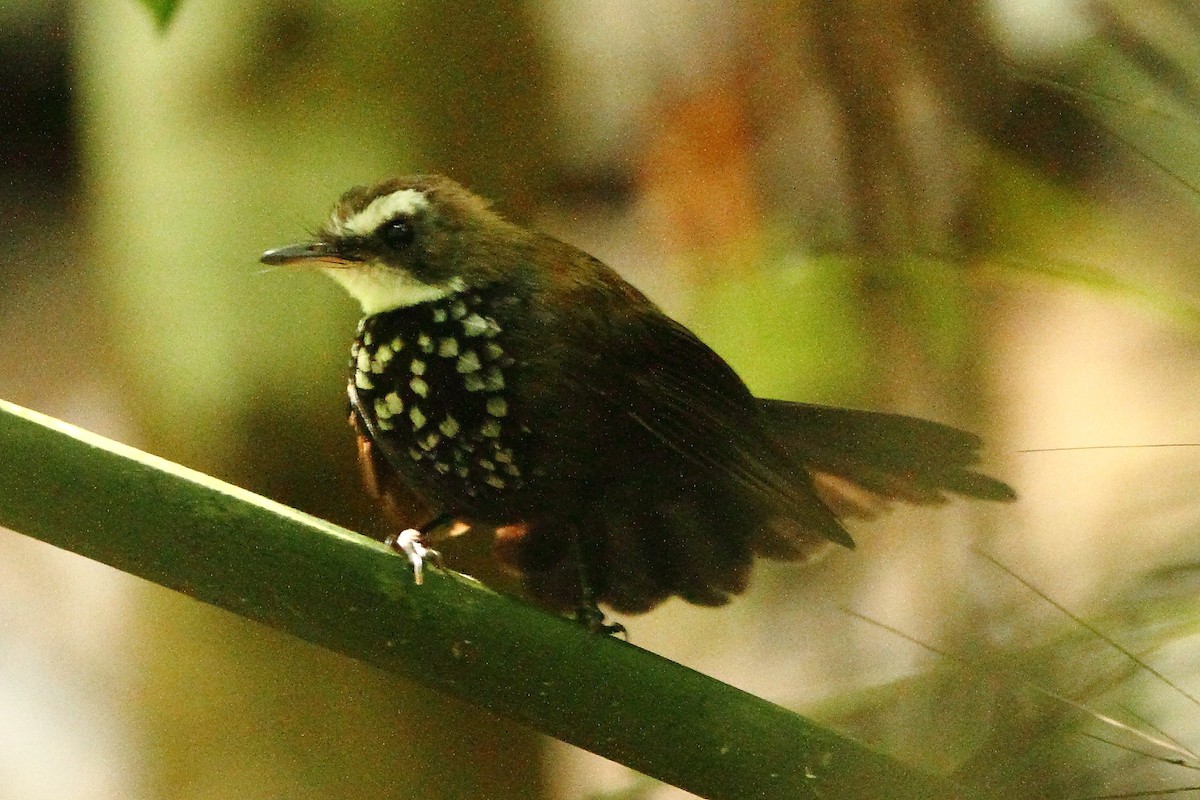Sooty Thicket-Fantail - ML310813581