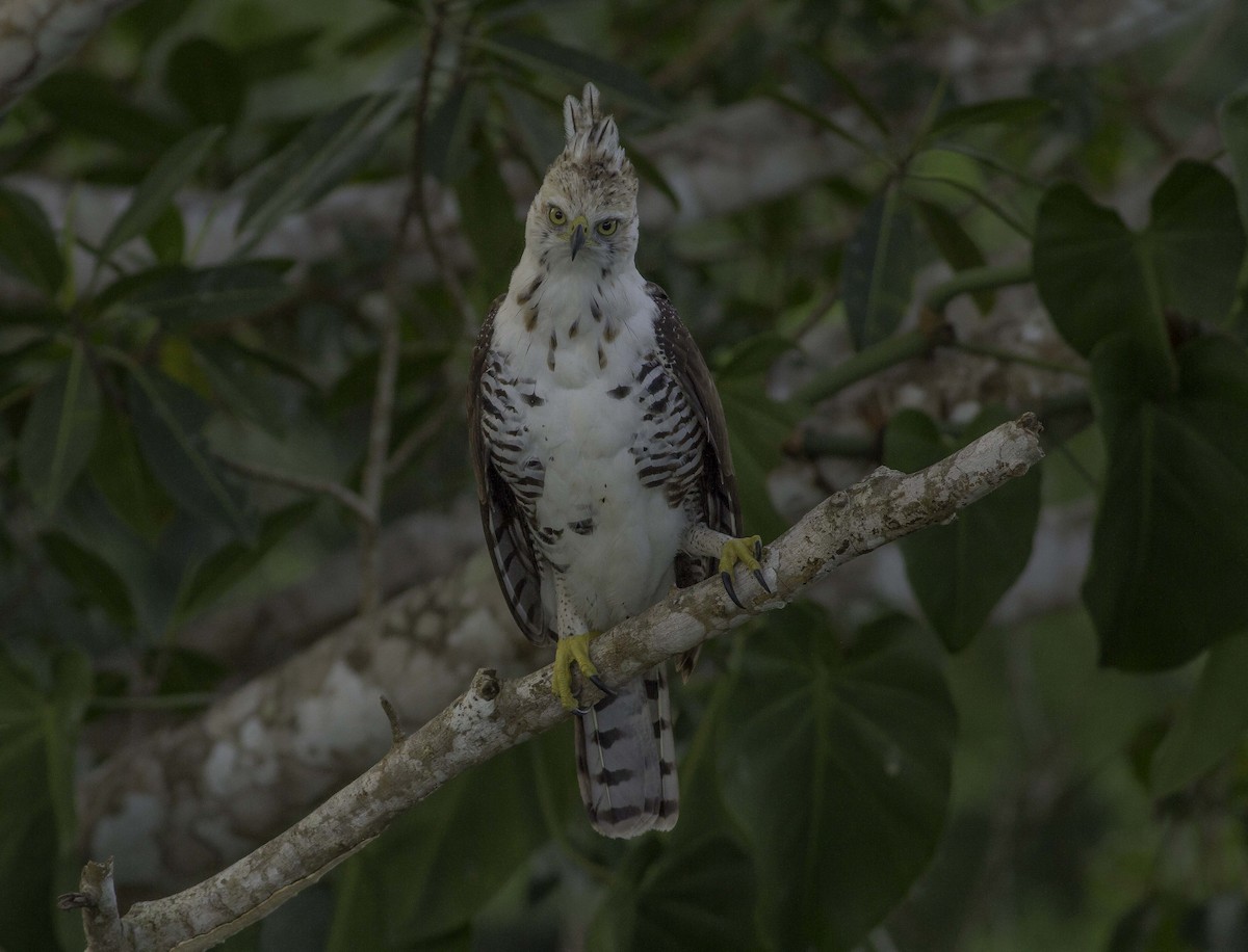 Águila Galana - ML310814341