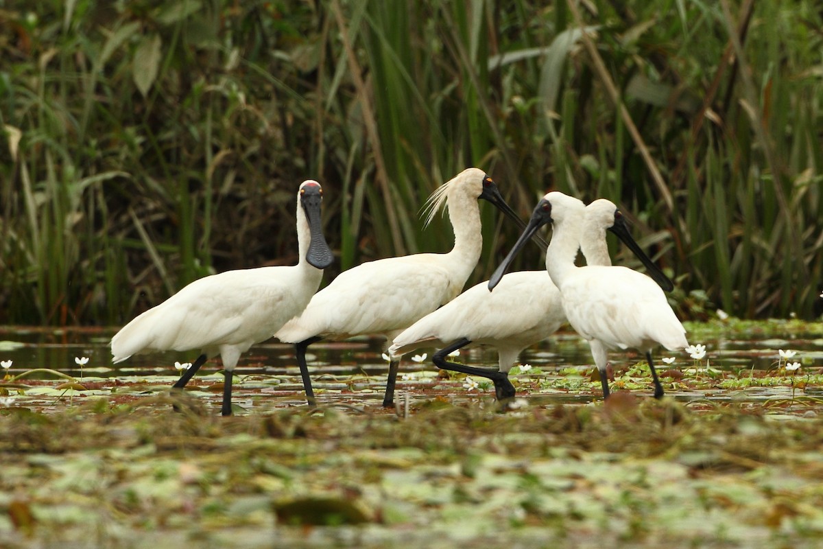 Royal Spoonbill - ML310816011