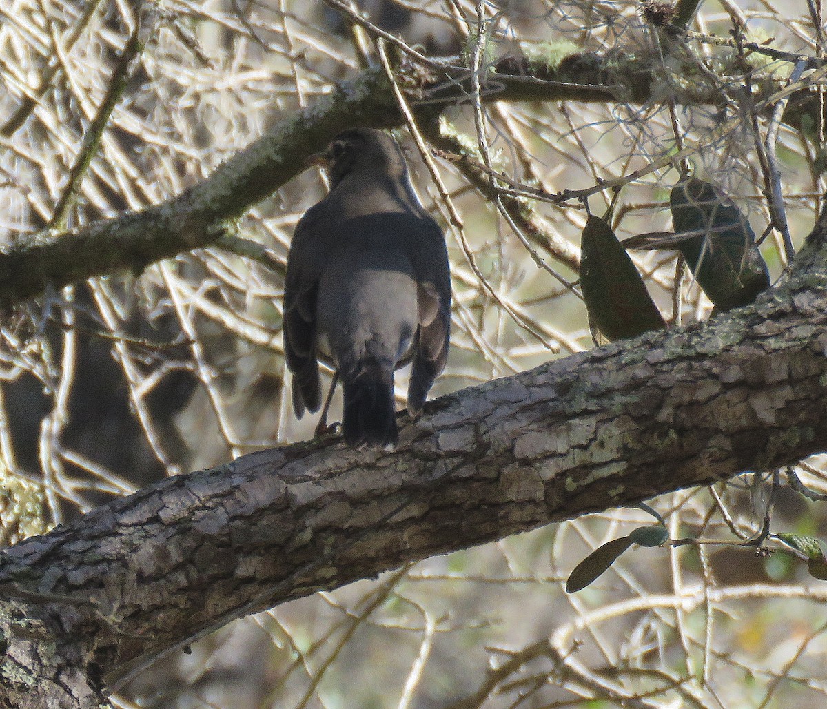 American Robin - ML310817521