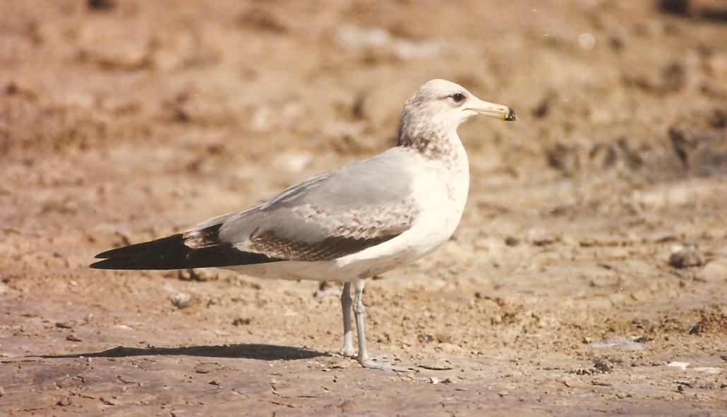 Gaviota Californiana - ML310817871