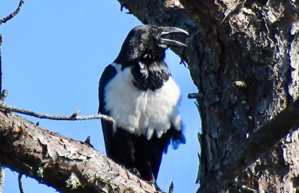 Pied Crow - ML310817981