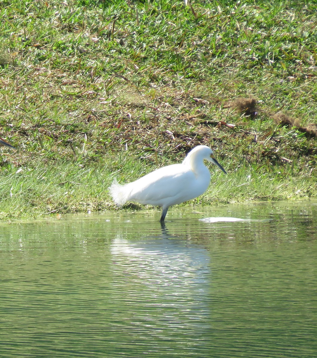 Snowy Egret - ML310819791