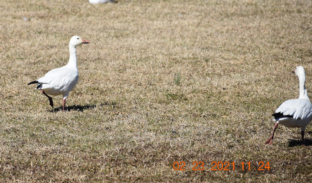 Snow Goose - ML310819861