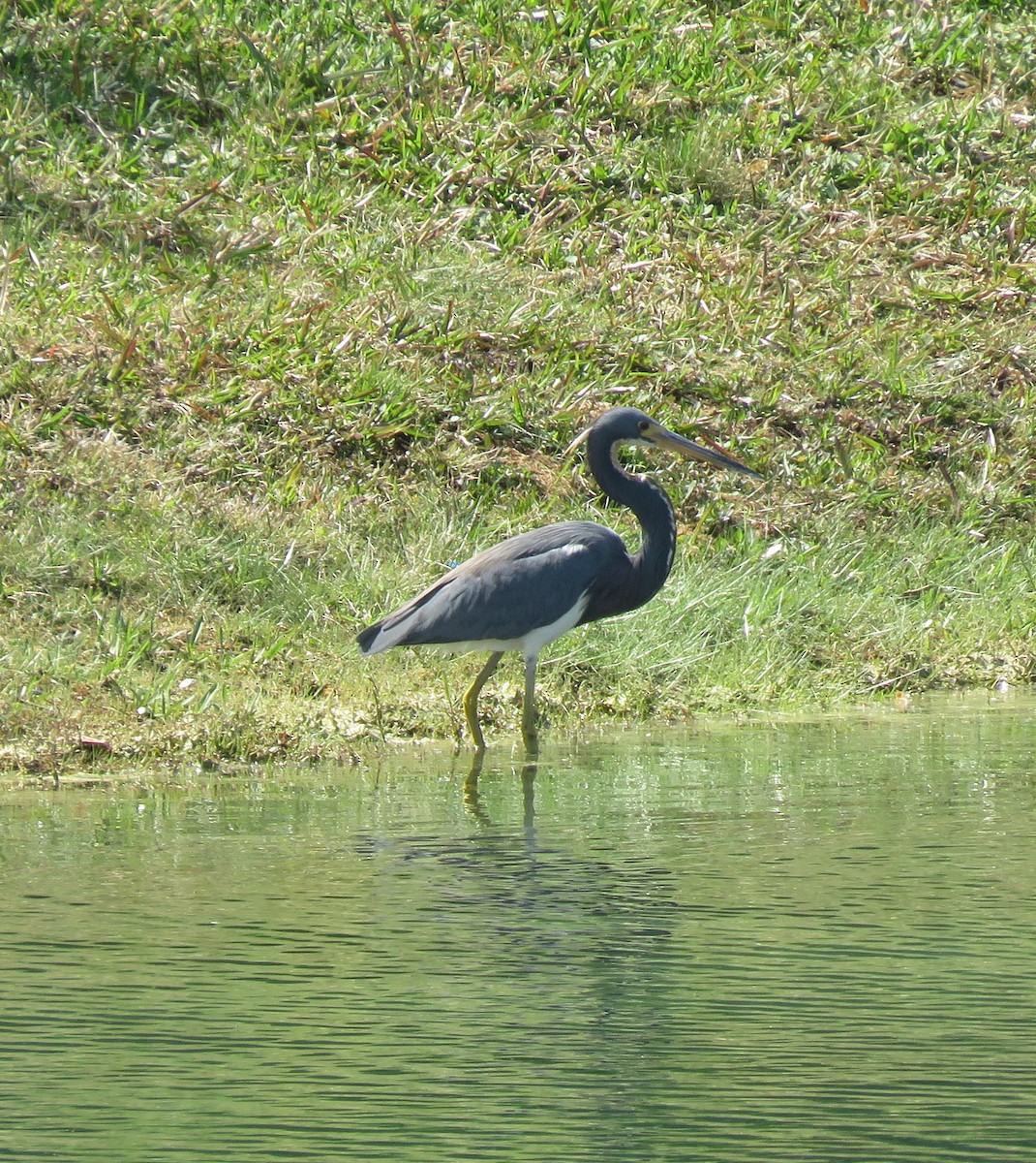 Tricolored Heron - ML310819921